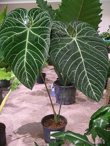 老司机秒懂的内涵段子 比较污的秒懂句精选79句