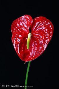 爱累了想放弃的句子 若爱已不在，放手是最完美的结局