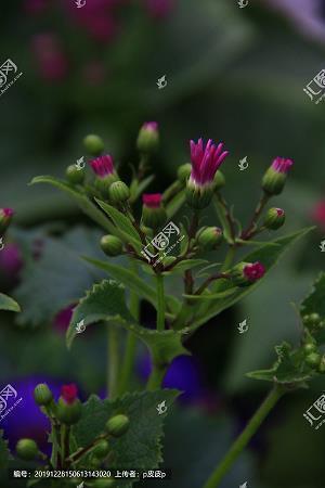 描写彩虹的诗句