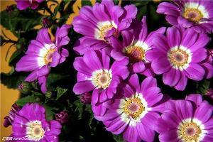 抒情句子 抒发心情的唯美短句(精选42句)