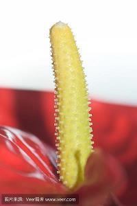 描写雨的优美句子