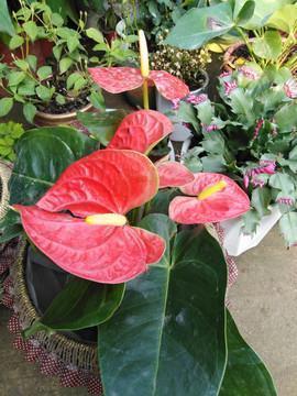 2021新年情侣发朋友圈句子61句