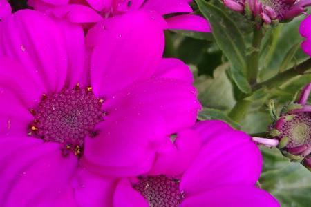 牛年春节短信拜年祝福语最经典的文案