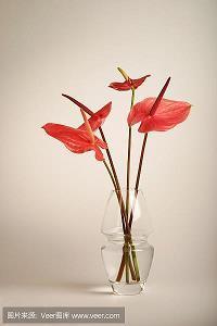 春节玩的开心的句子