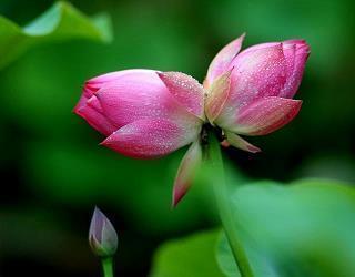 心烦指想静静的句子