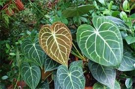 晚安心语适合睡前发圈正能量说说精选32句