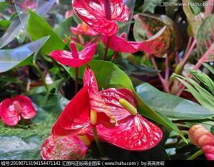 玫瑰花卡片浪漫留言 卡片情话最暖心一段话