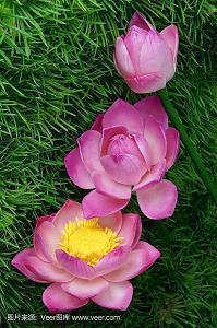 描写昙花一现的唯美句子 昙花一现伤感短语