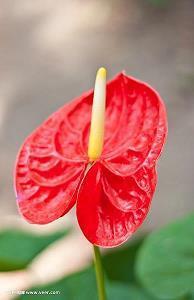 突然降温了关心的句子