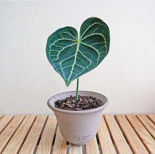 简单气质的女生说说18句，句句精致