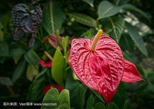 新年春节经典对联(精选95句)