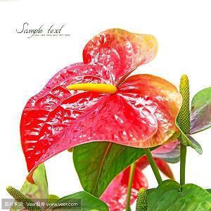 美到心碎古风句子