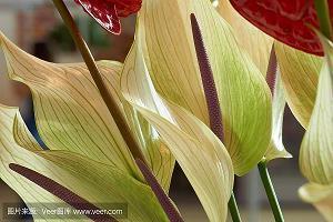 祝福老师的唯美句子 写给老师的祝福语