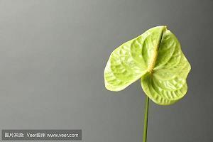 大闸蟹促销广告语