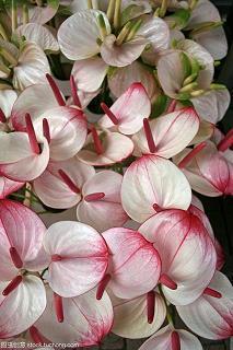 2021适合端午节发朋友圈的句子汇编77句