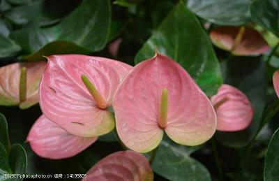 搞笑夸奖人的句子