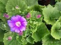 晒娃发朋友圈的好句子