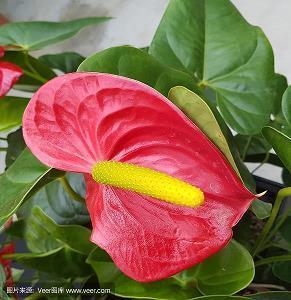 我想对祖国说一句祝福的话