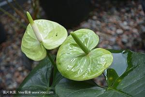 爱另一半的句子 写给另一半的情话短句(精选51句)