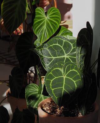 秋的好句经典赏析