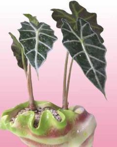 游戏里的语句(精选79句)