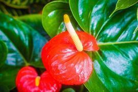 关于爱情的一句话短句子 不管今世也来世也好，我要的只有你