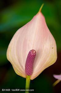 英文伤感的句子79句