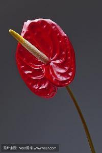 20字的优美句子86句