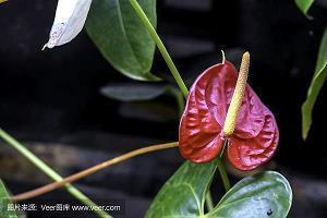 关于星空的唯美句子