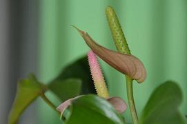 爱你一万年经典语录 爱你一万年的唯美句子精选75句