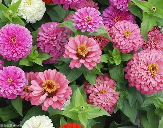 新年开心快乐的句子