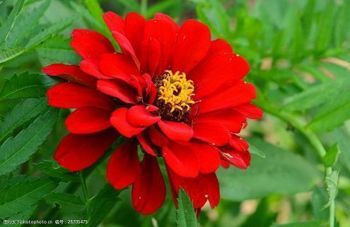 清明节网上祭英烈留言寄语大全 网上祭英烈献花留言范文怎么写