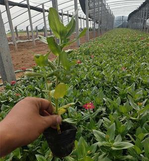 表示单位之间友情永存的句子13句
