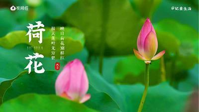 描写雨的优美句子摘抄