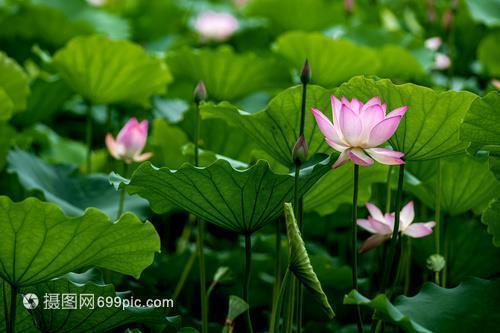 洪水灾后重建的感悟句子精选(精选54句)