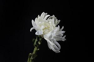 情人节给男朋友写的情话