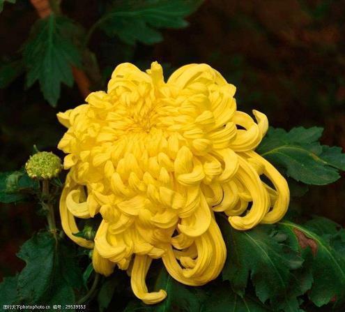 腊八节经典祝福句子75句