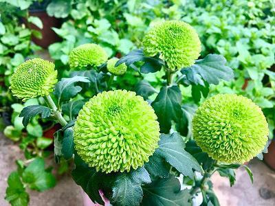 夏日风景文案吸引人的朋友圈句子(精选25句)