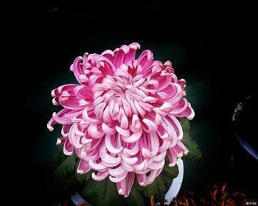 爱情很甜的句子长句 关于爱情的唯美句子(精选76句)