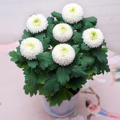 元旦跨年夜简短祝福语(精选116句)