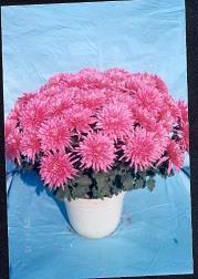 说给前任的心酸的一句话