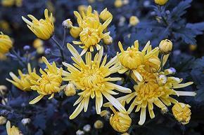 长袜子皮皮好词好句好段摘抄佳句大全