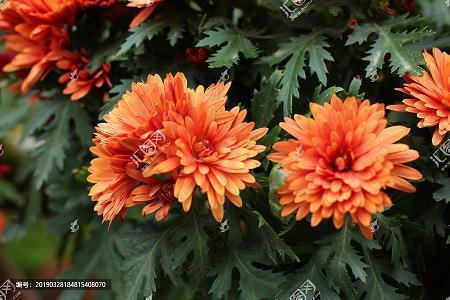 重阳节发的朋友圈短句(精选47句)