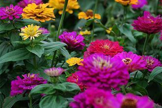 最美人间四月天的经典句子 人间四月美好句子收录23句