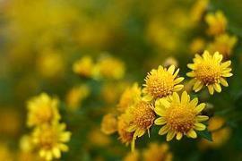 节气立春的优美句子