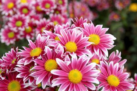 思念情人的诗句古诗 思念情人的暖心情话(精选93句)