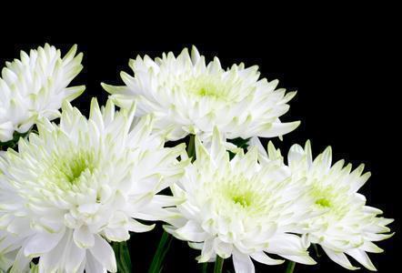 描写樱花的优美句子 描写樱花的句子(精选16句)