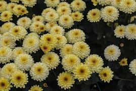放烟花的唯美句子图片