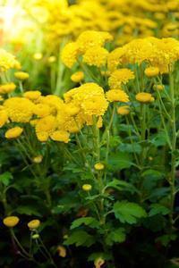 霜降节气经典古诗20首(精选152句)