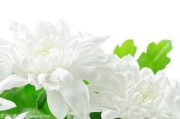 爱情的句子唯美短句幸福